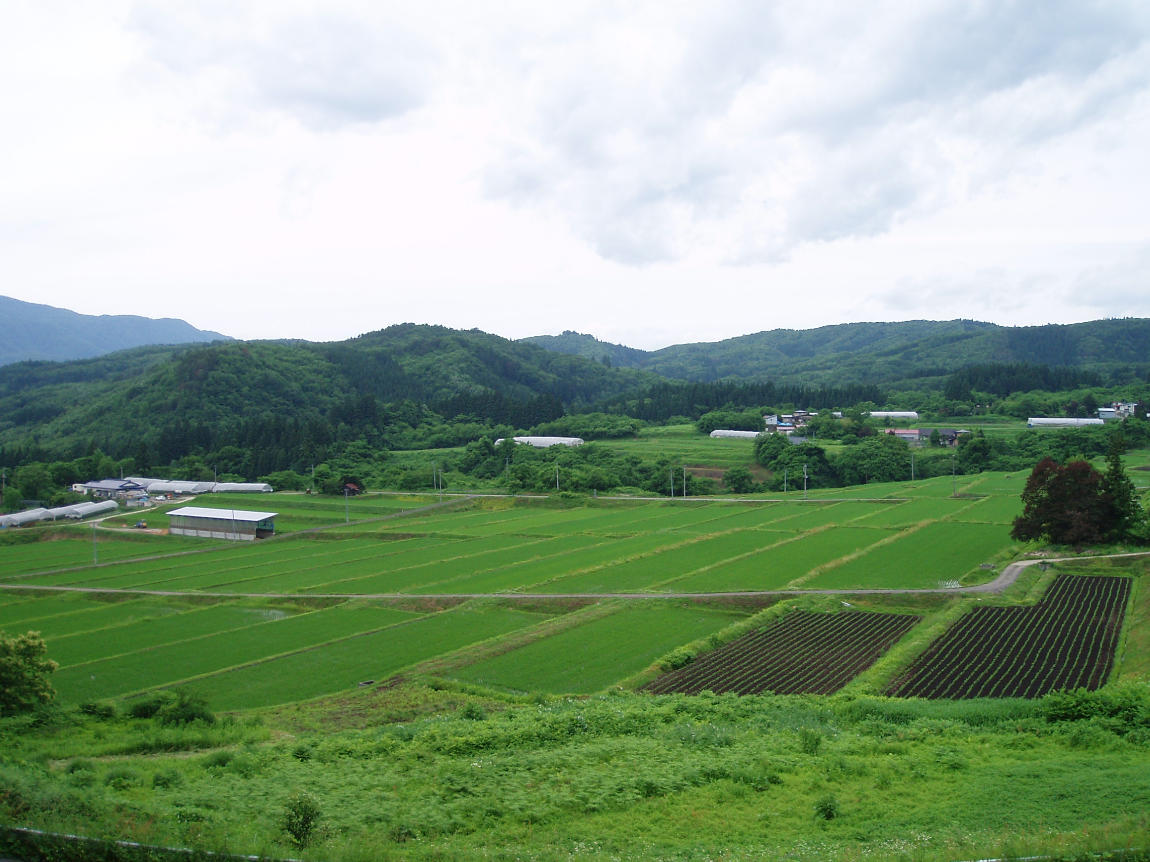 中山の棚田