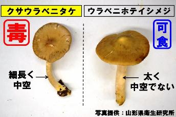 クサウラベニタケとウラベニホテイシメジの写真