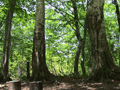 夏深緑ブナの森