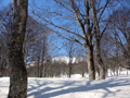 冬純白のブナの森