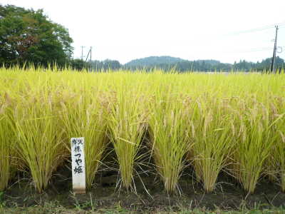 山形県で育成した水稲品種「つや姫」