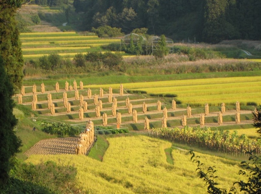 中沢の棚田写真