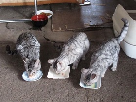 cat20251225s1