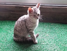 cat20241225s2