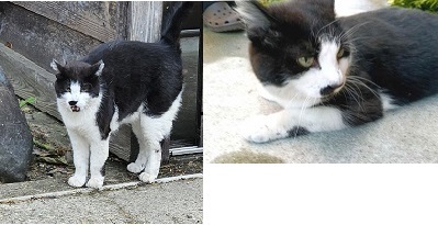neko1