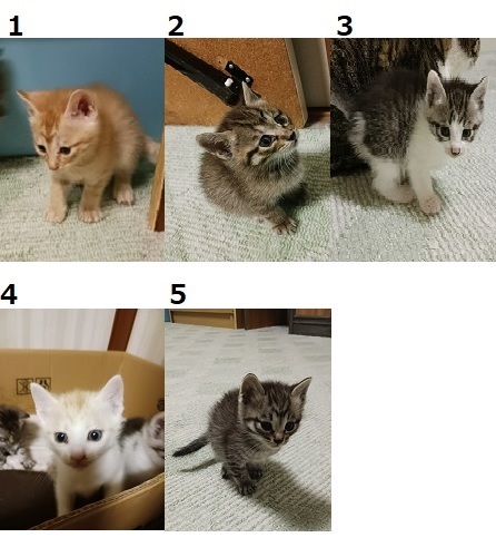 neko5