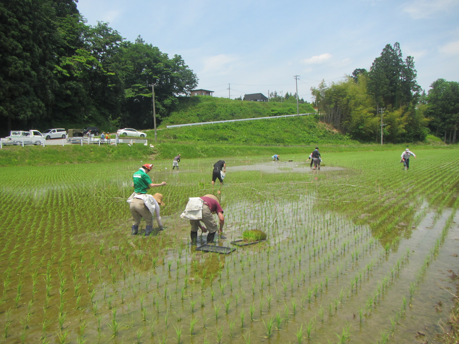 田植えの様子