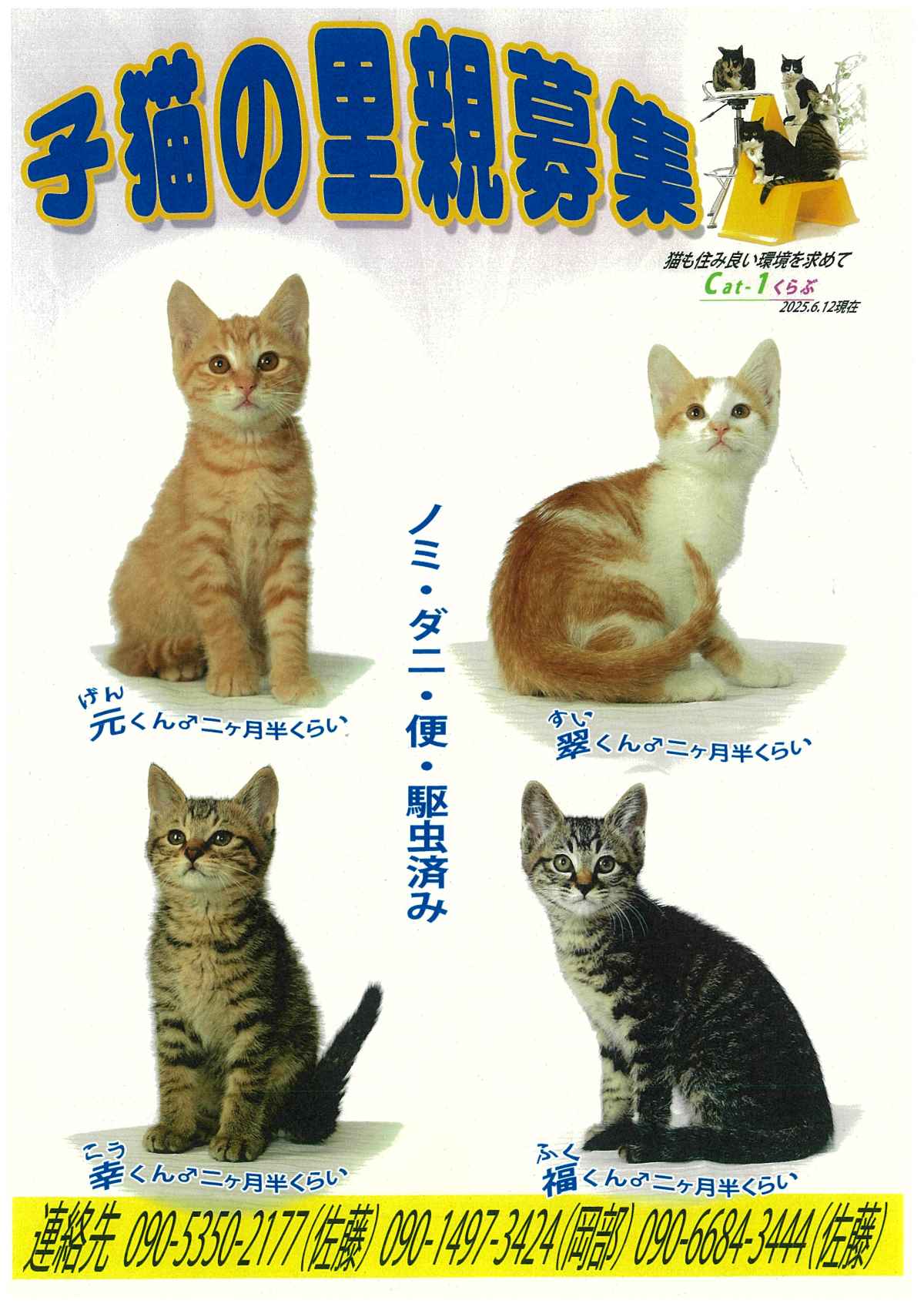 cat1