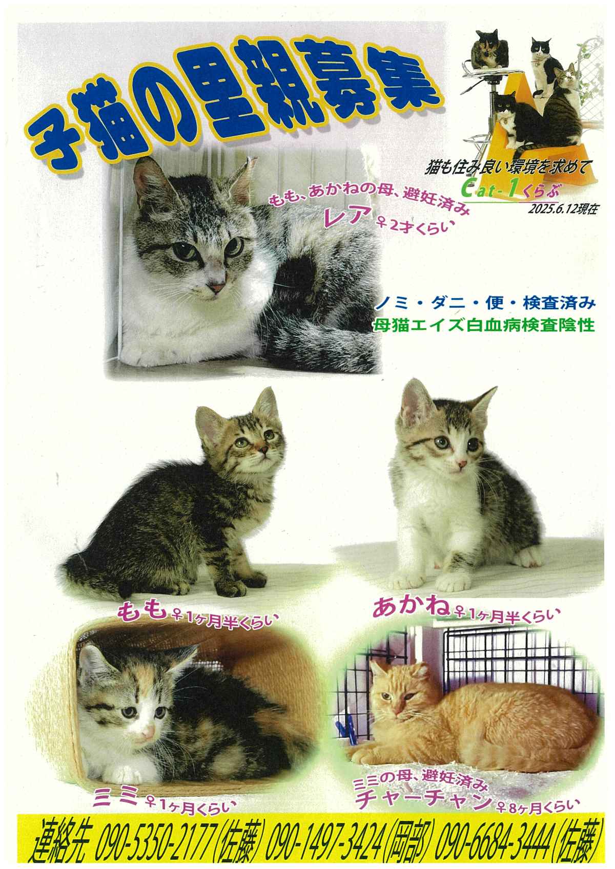 cat1