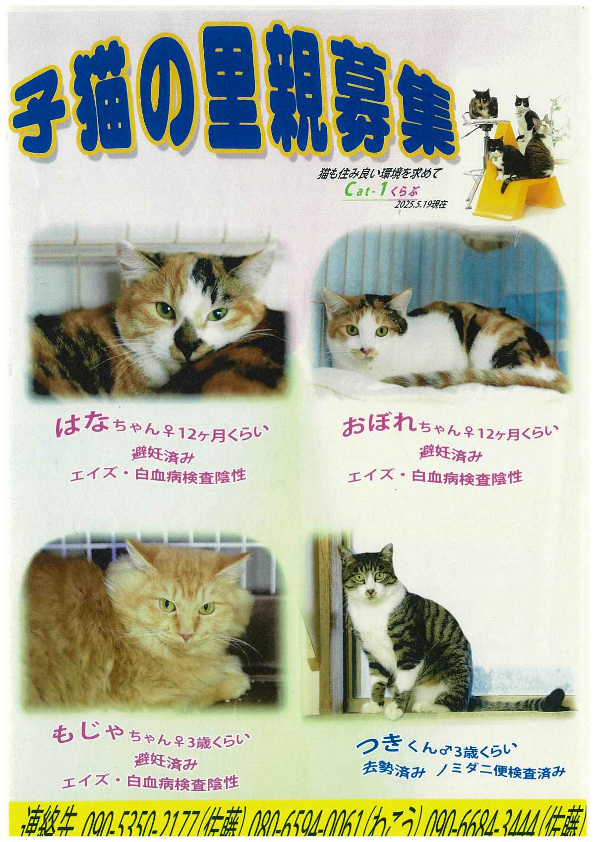 cat1