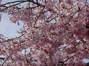 開花した久保桜