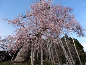 満開の久保桜