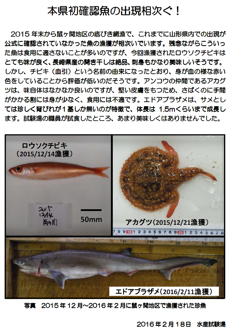 鼠ヶ関地区で漁獲された珍魚