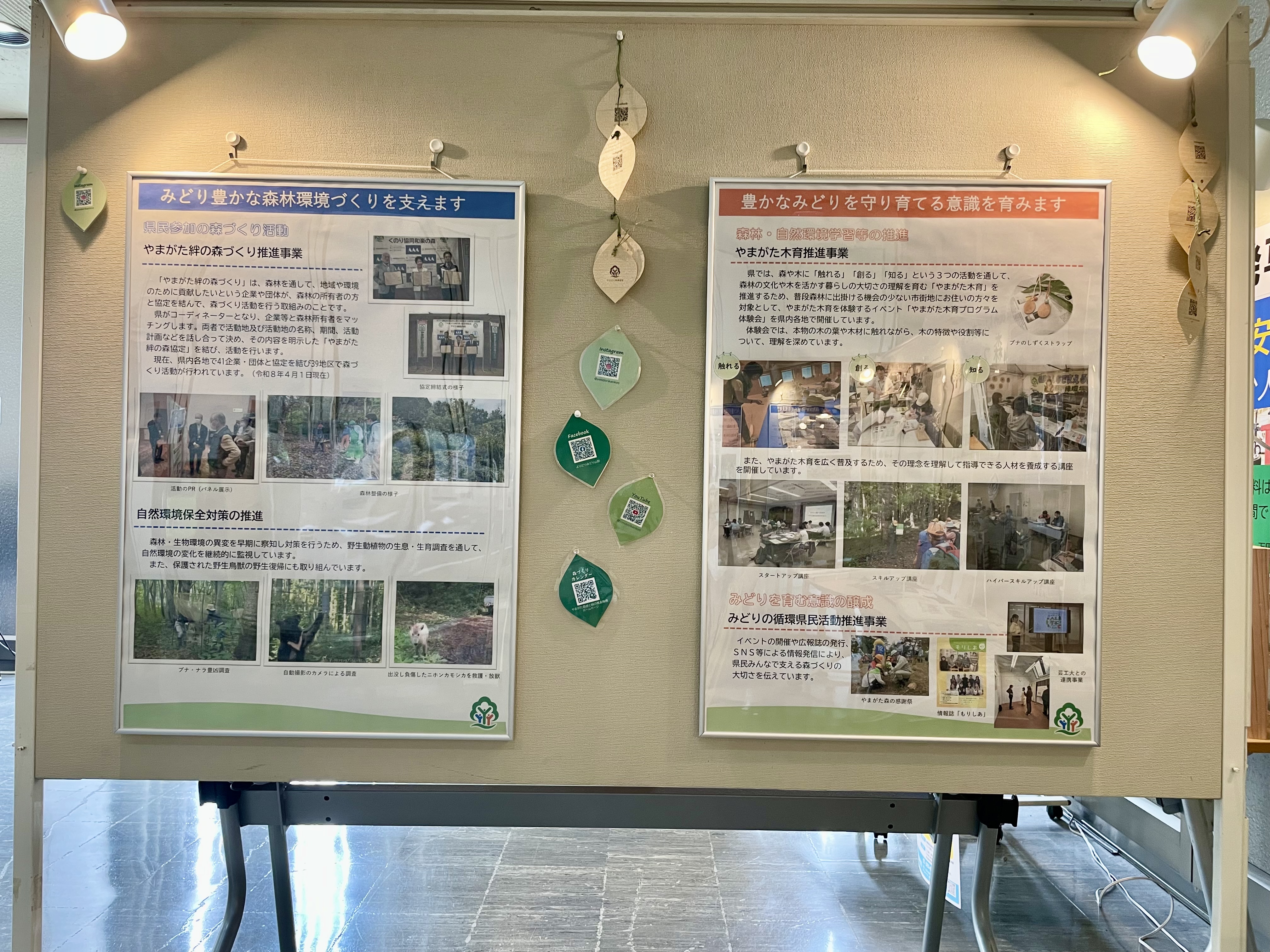 midori4