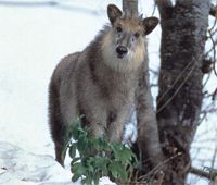 県の獣「カモシカ」