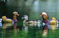 県の鳥「オシドリ」