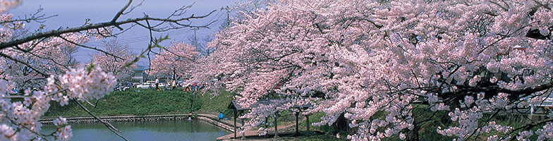 最上公園の桜