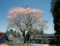 置賜地域：草岡大明神の桜
